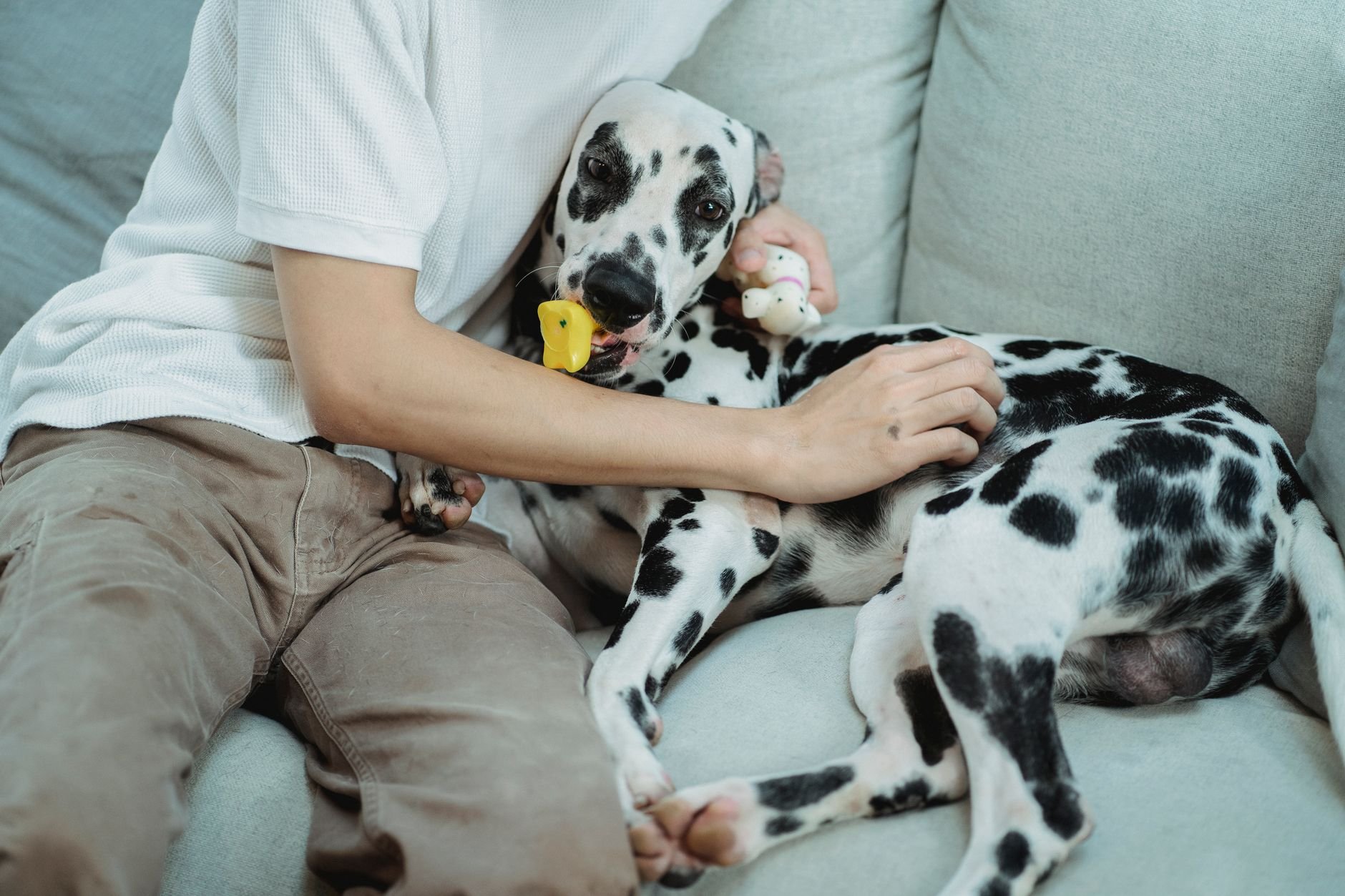 A Dalmatian dog comfortably lounges on a sofa with a person, surrounded by toys and affection.
