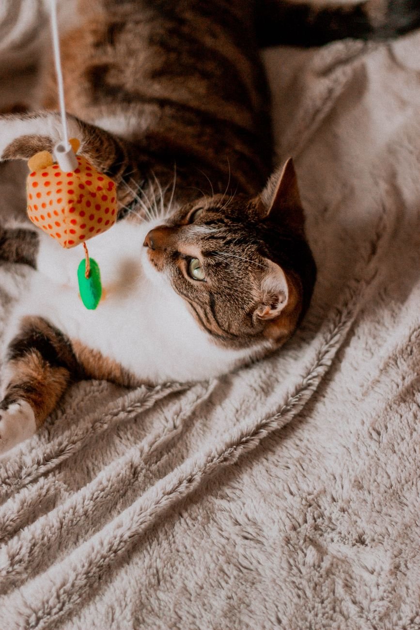 Cute tabby kitten playing with a colorful toy on a soft blanket indoors.